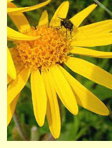 Арника горная, или баранник горный (Arnica montana L.) Арника горная, или баранник горный (Arnica montana L.)